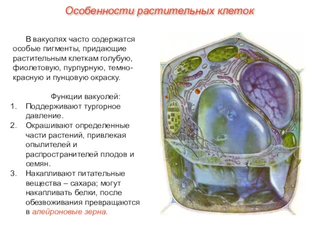 В вакуолях часто содержатся особые пигменты, придающие растительным клеткам голубую, фиолетовую,