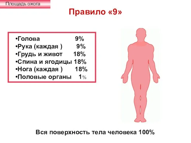 Правило «9» Площадь ожога Голова 9% Рука (каждая ) 9% Грудь