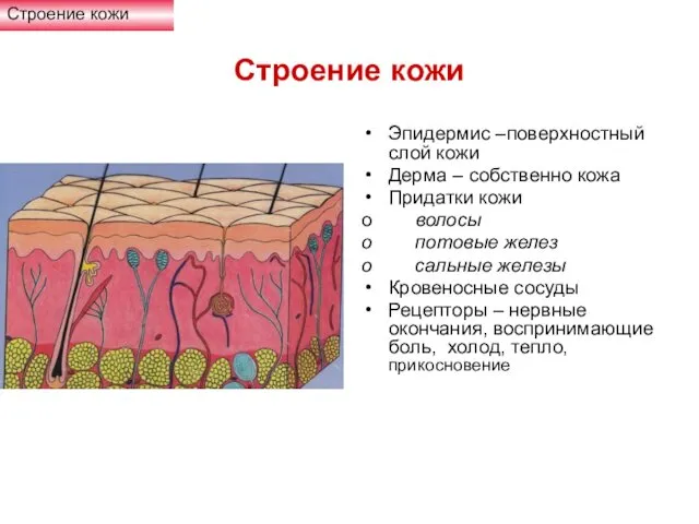 Строение кожи Эпидермис –поверхностный слой кожи Дерма – собственно кожа Придатки