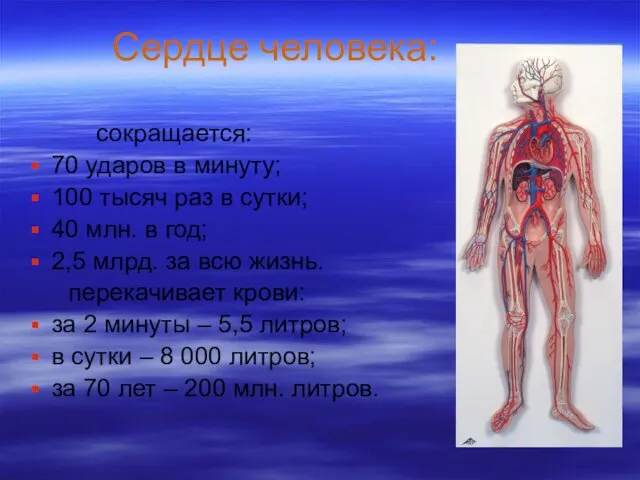 Сердце человека: сокращается: 70 ударов в минуту; 100 тысяч раз в