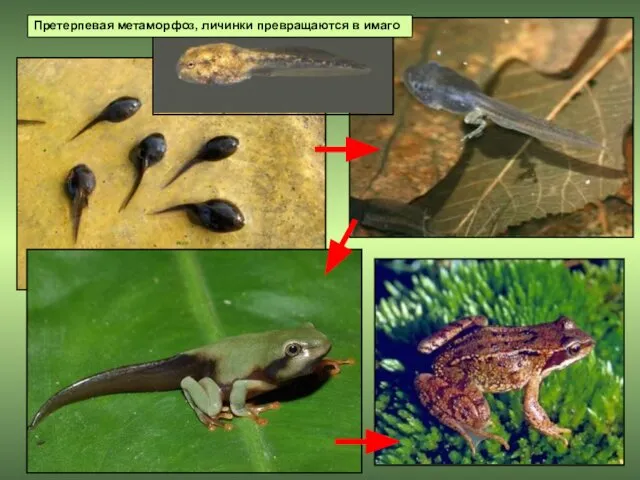 Претерпевая метаморфоз, личинки превращаются в имаго