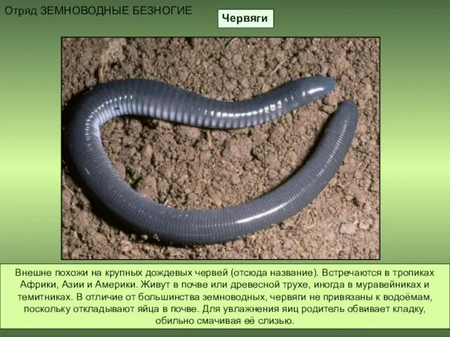 Червяги Отряд ЗЕМНОВОДНЫЕ БЕЗНОГИЕ Внешне похожи на крупных дождевых червей (отсюда