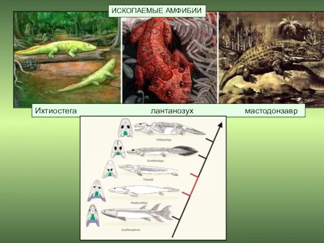 Ихтиостега лантанозух мастодонзавр ИСКОПАЕМЫЕ АМФИБИИ