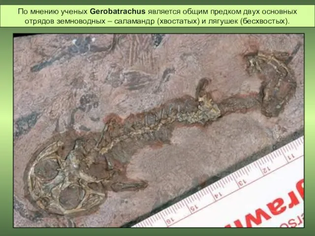 По мнению ученых Gerobatrachus является общим предком двух основных отрядов земноводных