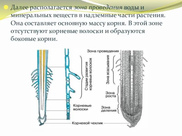 Далее располагается зона проведения воды и минеральных веществ в надземные части