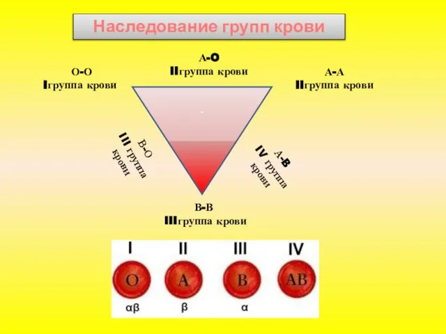 Наследование групп крови - О-О Iгруппа крови А-А IIгруппа крови В-В
