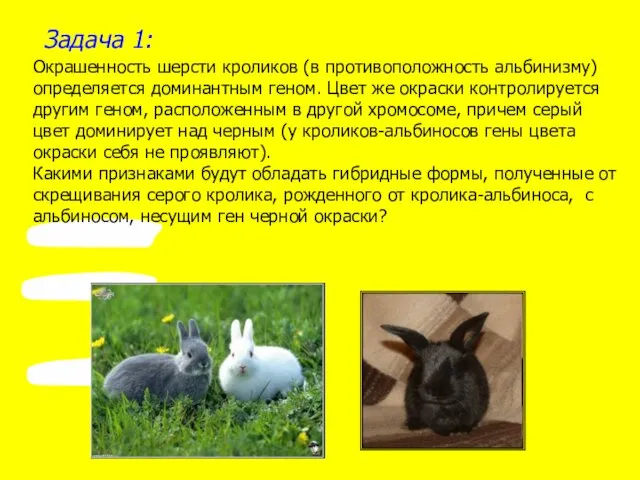 Задача 1: Окрашенность шерсти кроликов (в противоположность альбинизму) определяется доминантным геном.