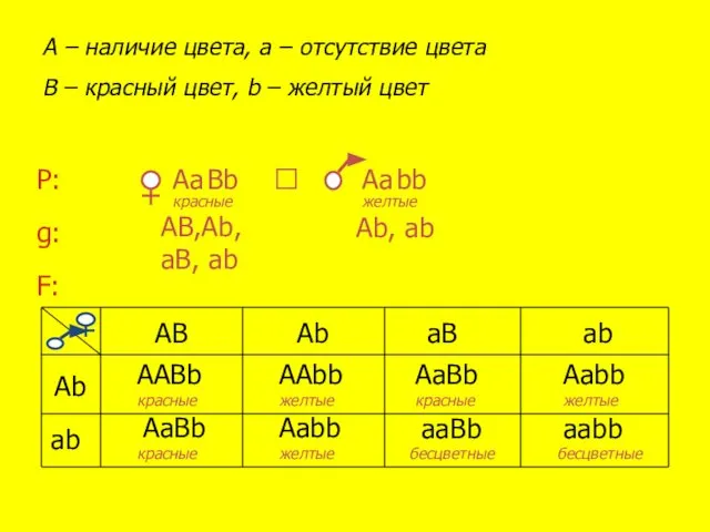 bb Вb Аа A – наличие цвета, a – отсутствие цвета