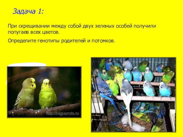 Задача 1: При скрещивании между собой двух зеленых особей получили попугаев