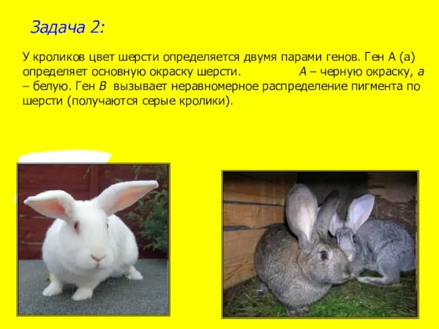 Задача 2: У кроликов цвет шерсти определяется двумя парами генов. Ген