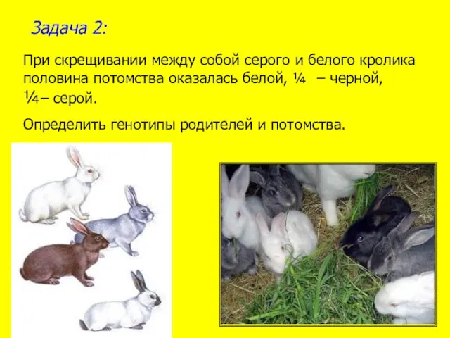 Задача 2: При скрещивании между собой серого и белого кролика половина