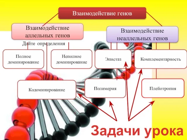 Взаимодействие генов Взаимодействие аллельных генов Взаимодействие неаллельных генов Полное доминирование Неполное