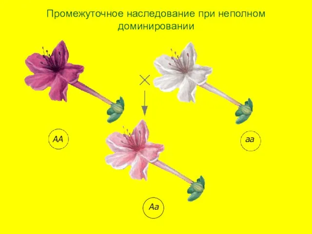 АА аа Аа Промежуточное наследование при неполном доминировании