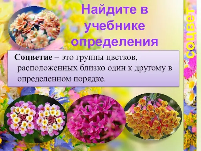 соцветия Найдите в учебнике определения СОЦВЕТИЕ Соцветие – это группы цветков,