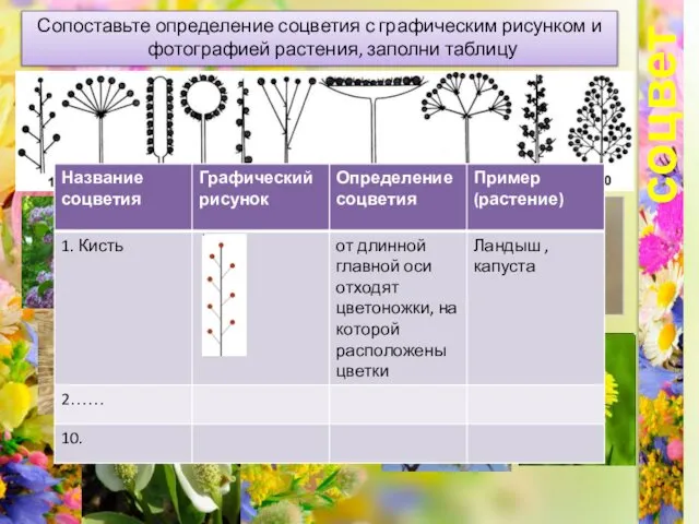 соцветия Сопоставьте определение соцветия с графическим рисунком и фотографией растения, заполни таблицу