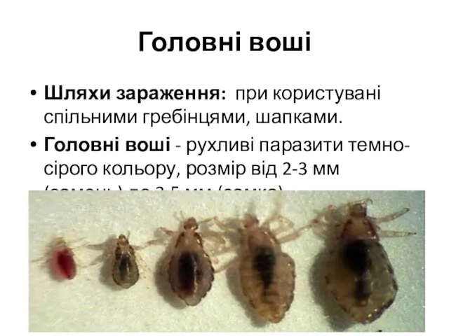 Головні воші Шляхи зараження: при користувані спільними гребінцями, шапками. Головні воші