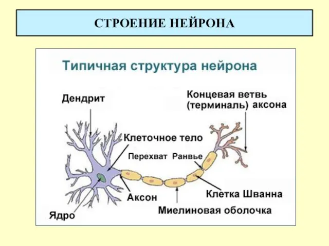 СТРОЕНИЕ НЕЙРОНА