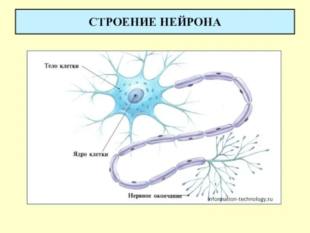 СТРОЕНИЕ НЕЙРОНА