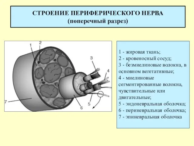 СТРОЕНИЕ ПЕРИФЕРИЧЕСКОГО НЕРВА (поперечный разрез) 1 - жировая ткань; 2 -