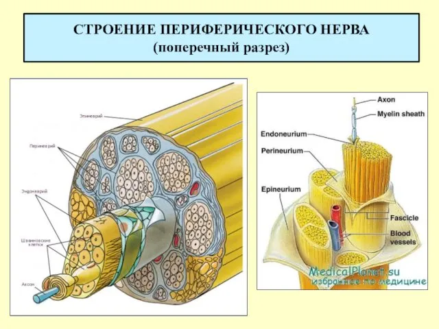 СТРОЕНИЕ ПЕРИФЕРИЧЕСКОГО НЕРВА (поперечный разрез)