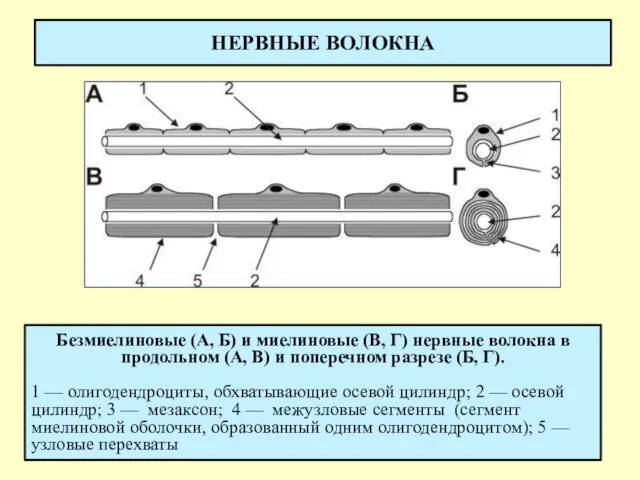 НЕРВНЫЕ ВОЛОКНА Безмиелиновые (А, Б) и миелиновые (В, Г) нервные волокна