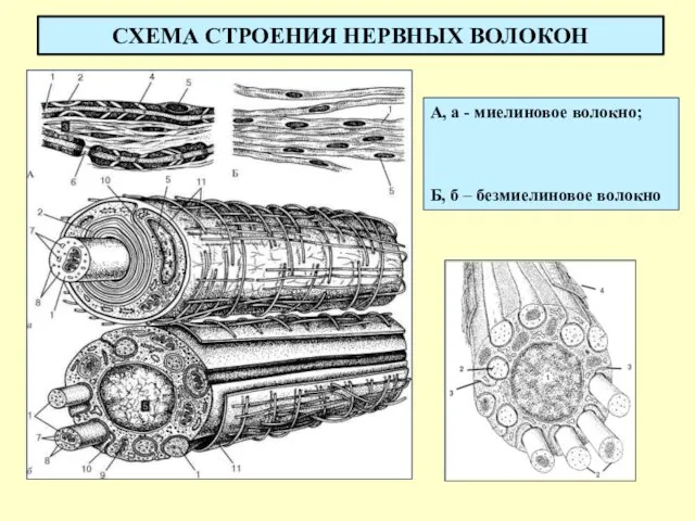 СХЕМА СТРОЕНИЯ НЕРВНЫХ ВОЛОКОН А, а - миелиновое волокно; Б, б – безмиелиновое волокно