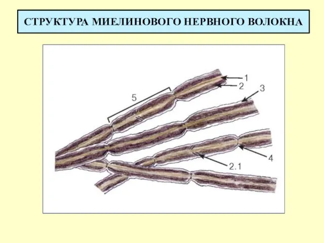 СТРУКТУРА МИЕЛИНОВОГО НЕРВНОГО ВОЛОКНА