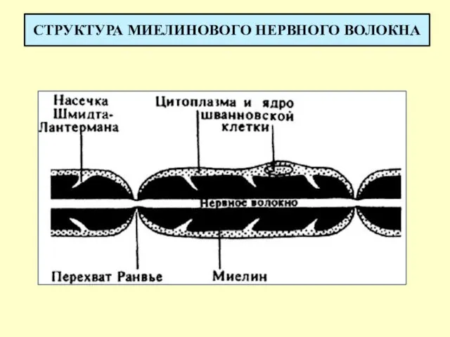 СТРУКТУРА МИЕЛИНОВОГО НЕРВНОГО ВОЛОКНА