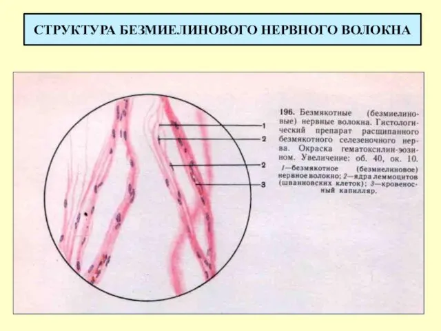 СТРУКТУРА БЕЗМИЕЛИНОВОГО НЕРВНОГО ВОЛОКНА