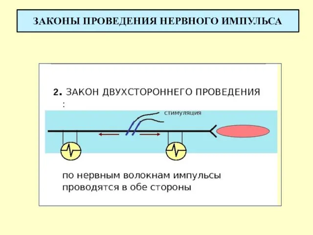 ЗАКОНЫ ПРОВЕДЕНИЯ НЕРВНОГО ИМПУЛЬСА