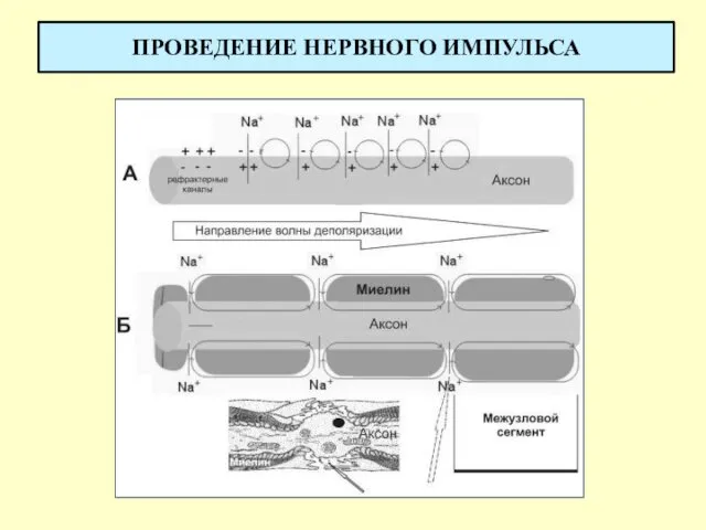 ПРОВЕДЕНИЕ НЕРВНОГО ИМПУЛЬСА