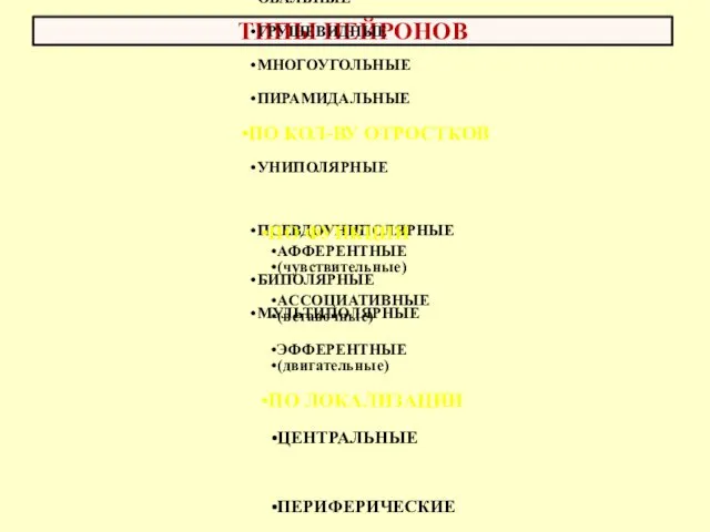 ТИПЫ НЕЙРОНОВ ПО ФОРМЕ ОВАЛЬНЫЕ ГРУШЕВИДНЫЕ МНОГОУГОЛЬНЫЕ ПИРАМИДАЛЬНЫЕ ПО КОЛ-ВУ ОТРОСТКОВ