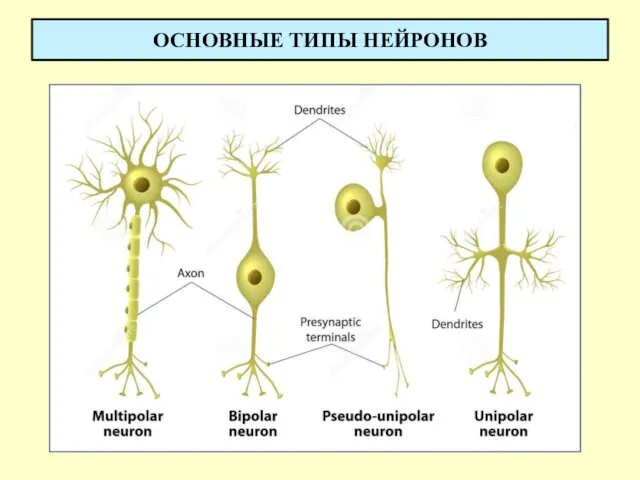 ОСНОВНЫЕ ТИПЫ НЕЙРОНОВ