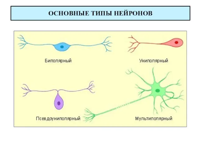 ОСНОВНЫЕ ТИПЫ НЕЙРОНОВ