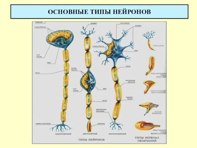 ОСНОВНЫЕ ТИПЫ НЕЙРОНОВ