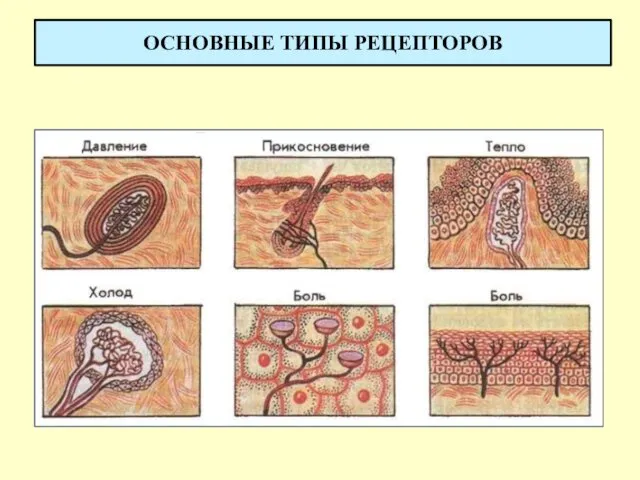 ОСНОВНЫЕ ТИПЫ РЕЦЕПТОРОВ