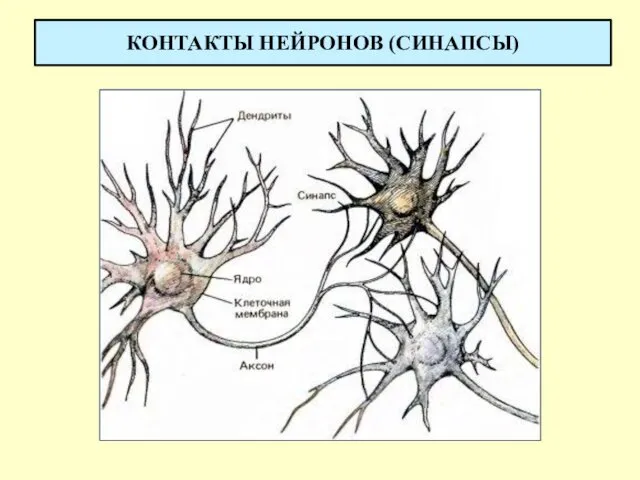 КОНТАКТЫ НЕЙРОНОВ (СИНАПСЫ)