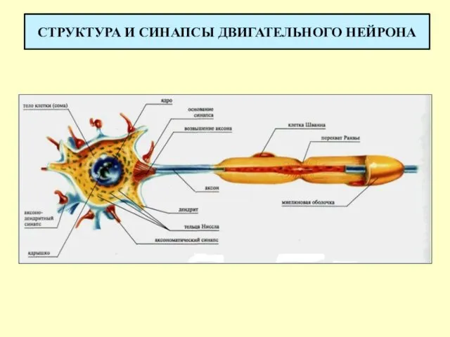 СТРУКТУРА И СИНАПСЫ ДВИГАТЕЛЬНОГО НЕЙРОНА