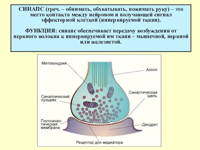 СИНАПС (греч. – обнимать, обхватывать, пожимать руку) – это место контакта