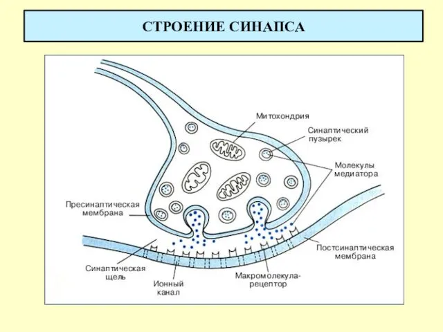 СТРОЕНИЕ СИНАПСА