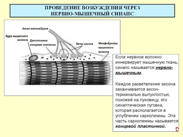 ПРОВЕДЕНИЕ ВОЗБУЖДЕНИЯ ЧЕРЕЗ НЕРВНО-МЫШЕЧНЫЙ СИНАПС