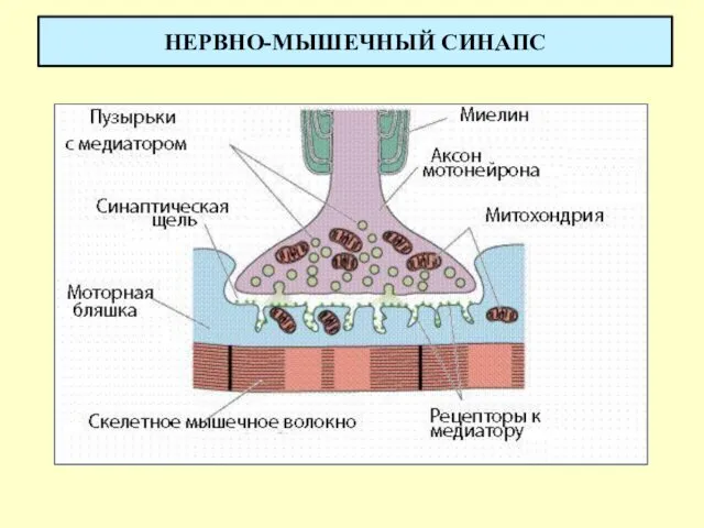 НЕРВНО-МЫШЕЧНЫЙ СИНАПС