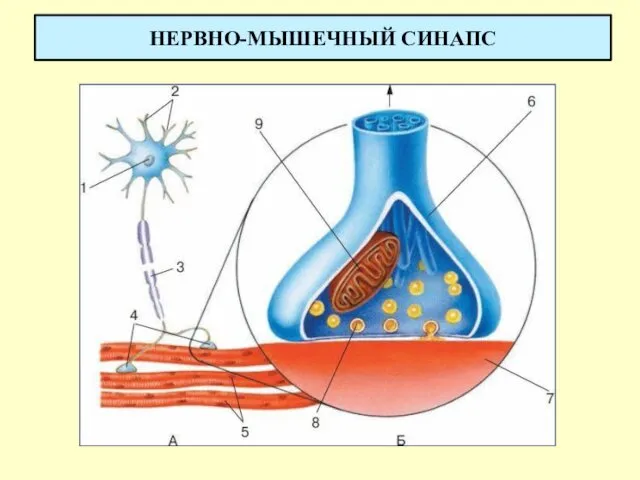 НЕРВНО-МЫШЕЧНЫЙ СИНАПС