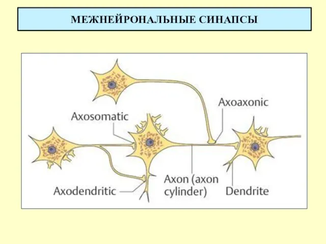 МЕЖНЕЙРОНАЛЬНЫЕ СИНАПСЫ