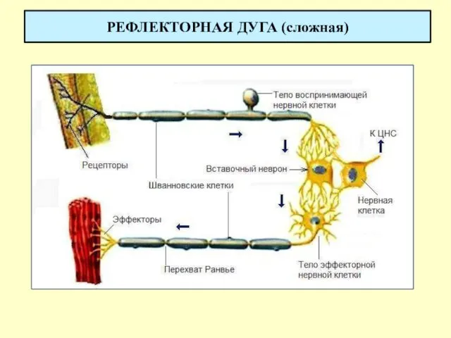 РЕФЛЕКТОРНАЯ ДУГА (сложная)