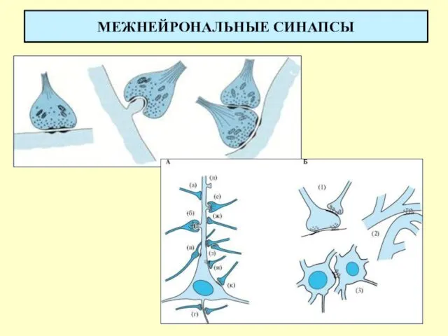 МЕЖНЕЙРОНАЛЬНЫЕ СИНАПСЫ