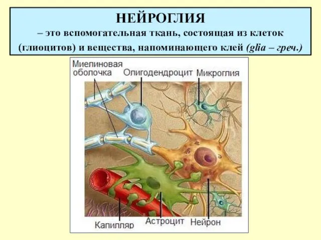 НЕЙРОГЛИЯ – это вспомогательная ткань, состоящая из клеток (глиоцитов) и вещества, напоминающего клей (glia – греч.)