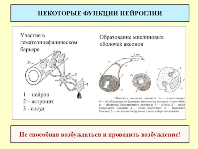 НЕКОТОРЫЕ ФУНКЦИИ НЕЙРОГЛИИ Не способная возбуждаться и проводить возбуждение!