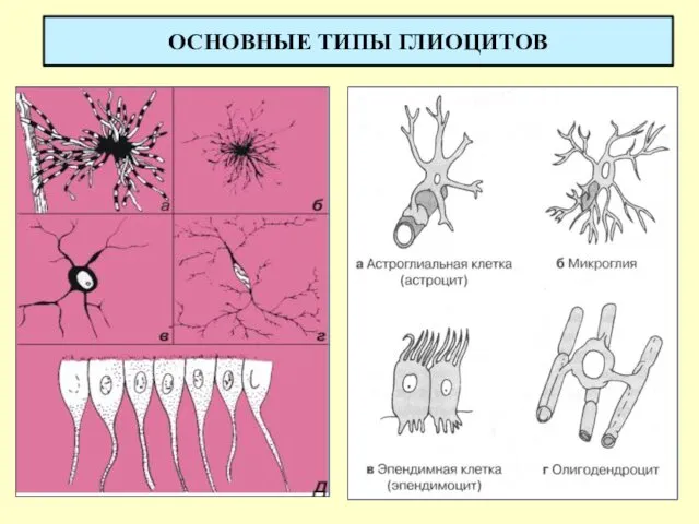 ОСНОВНЫЕ ТИПЫ ГЛИОЦИТОВ