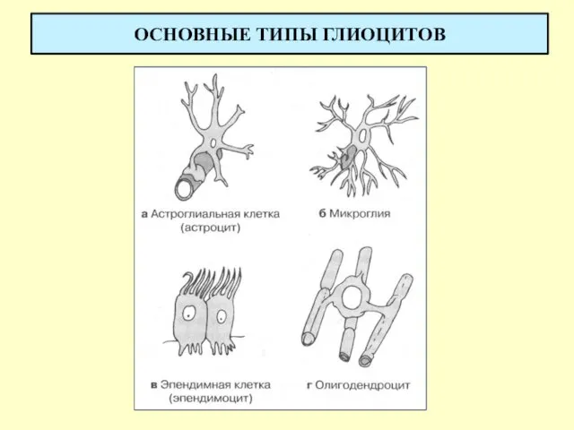 ОСНОВНЫЕ ТИПЫ ГЛИОЦИТОВ